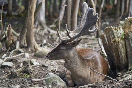 swamp deer in a park