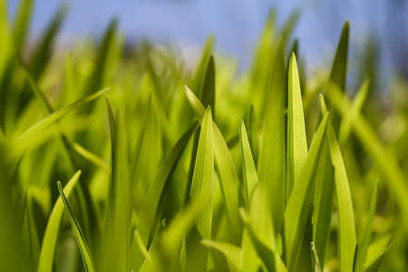 Close up photo of green tulip's leaves