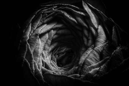 Ranunculus Flowerの写真素材