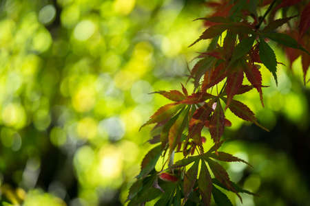 Autumn is coming