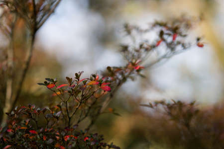 Red leaves