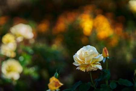 Rose garden