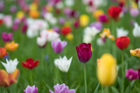 Tulip field