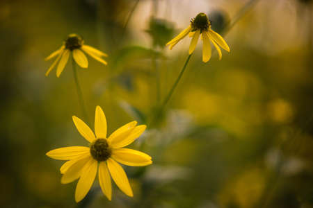 Rudbeckia flower