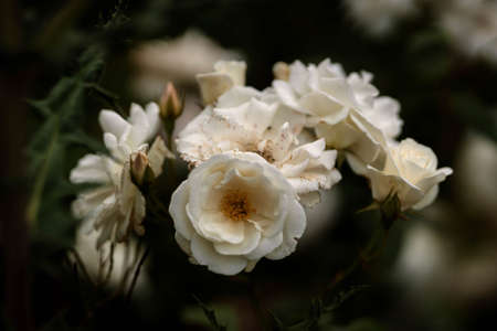 Roses