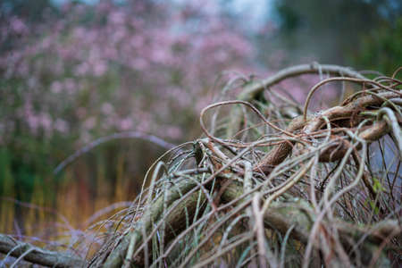 Tangled branches and blossom