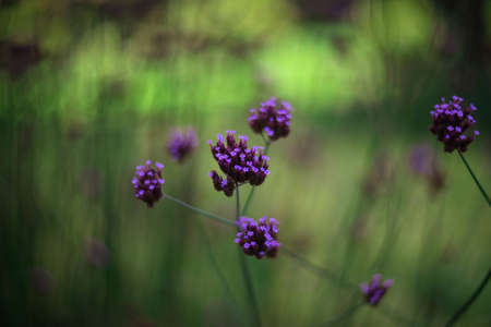 Verbena bonariensis