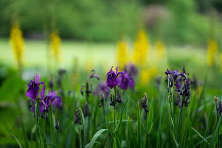 Savill Garden