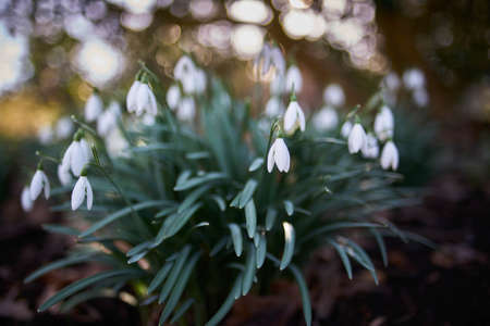 Snowdrops