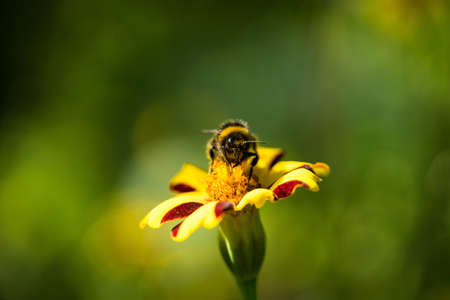 Bee on striped flower