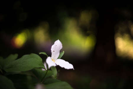 White flower in the woodsの写真素材