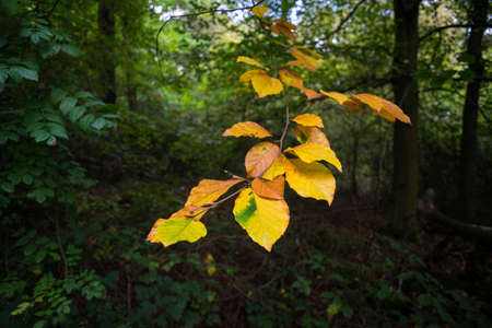 Beech leaves, Bookham Commonの写真素材