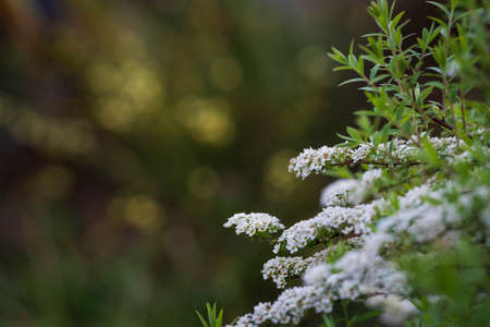 Viburnum and broom