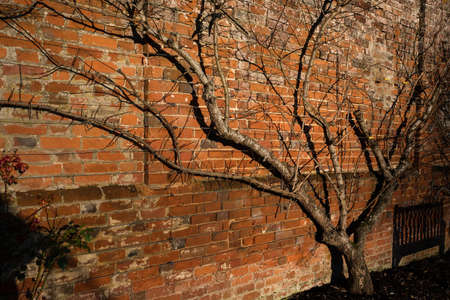 Sunlit garden wallの写真素材