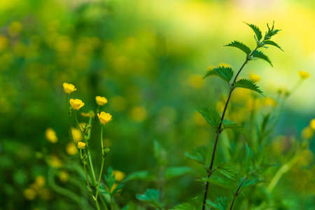 Buttercups and nettlesの写真素材