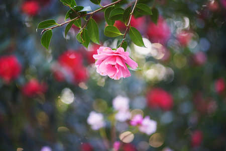 Camelliaの写真素材