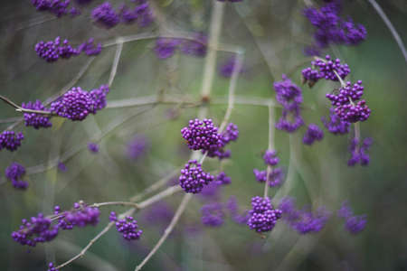 Callicarpa bodinieri