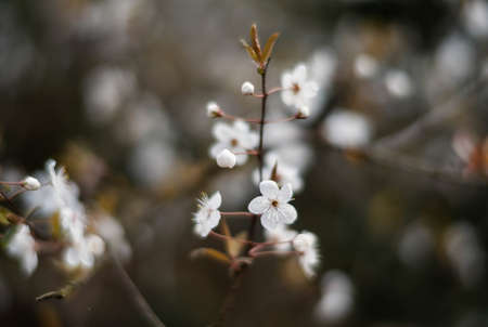 Blossom bokehの写真素材