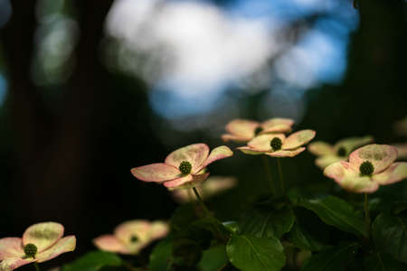 Cornus kousaの写真素材