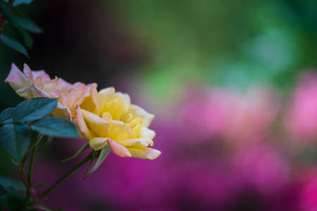 Climbing roseの写真素材