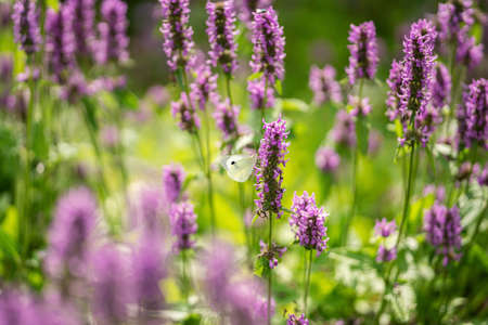 Cabbage white