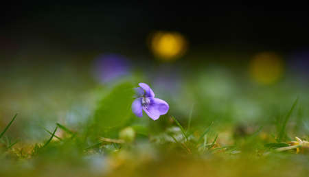Blue and yellow flower