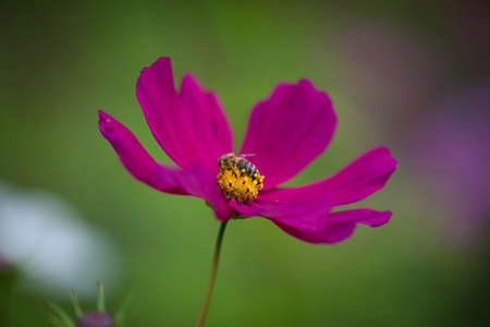 Cosmos flower