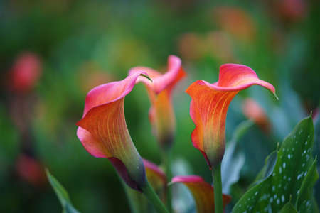 Calla lilies