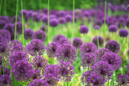 Alliumsの写真素材