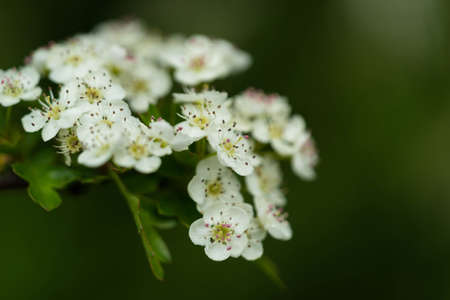 Hawthorn blossom, Sheepleas