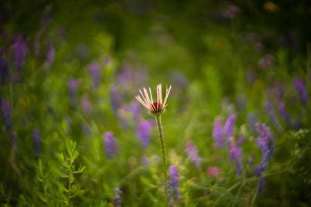 Coneflowerの写真素材