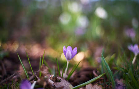 Crocus