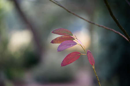 Foretaste of Autumn