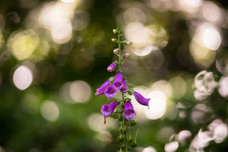 Foxglove bokehの写真素材