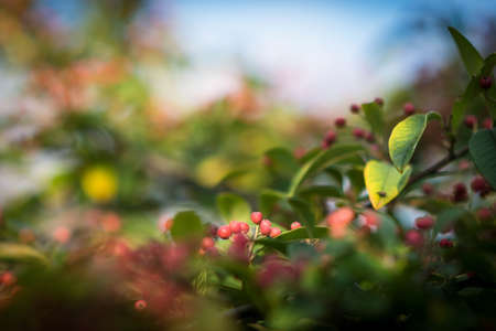 Early Autumn berries