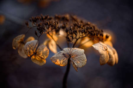 Hydrangea flower