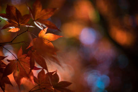 Acer, Winkworth Arboretum, Surrey