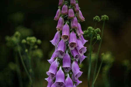 Foxglove