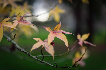 Liquidambar leaves