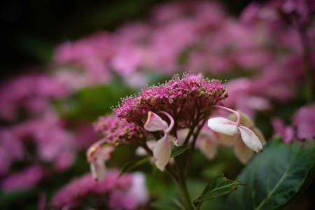 Hydrangea flower