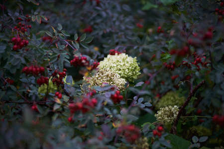Hydrangea flowerの写真素材