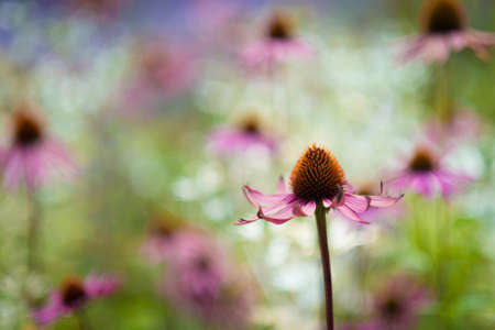 Echinacea flowerの写真素材