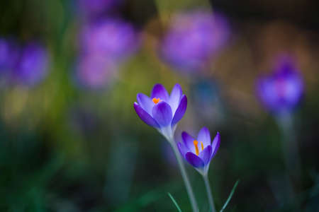 More crocuses
