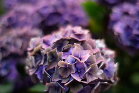 Hydrangea flowerの写真素材