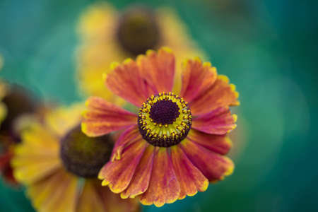 Helenium flowerの写真素材