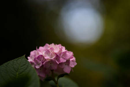 Hydrangea flowerの写真素材