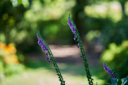 Foxglove