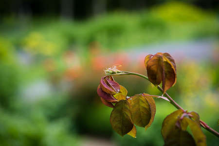 Loseley Park