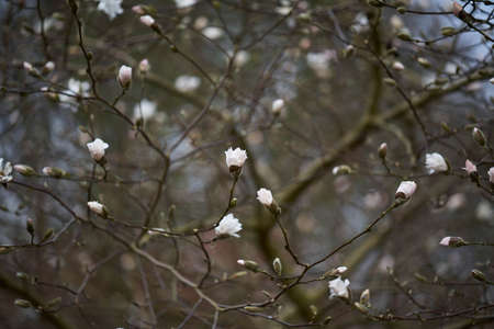 Magnolia