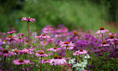 More Echinaceasの写真素材